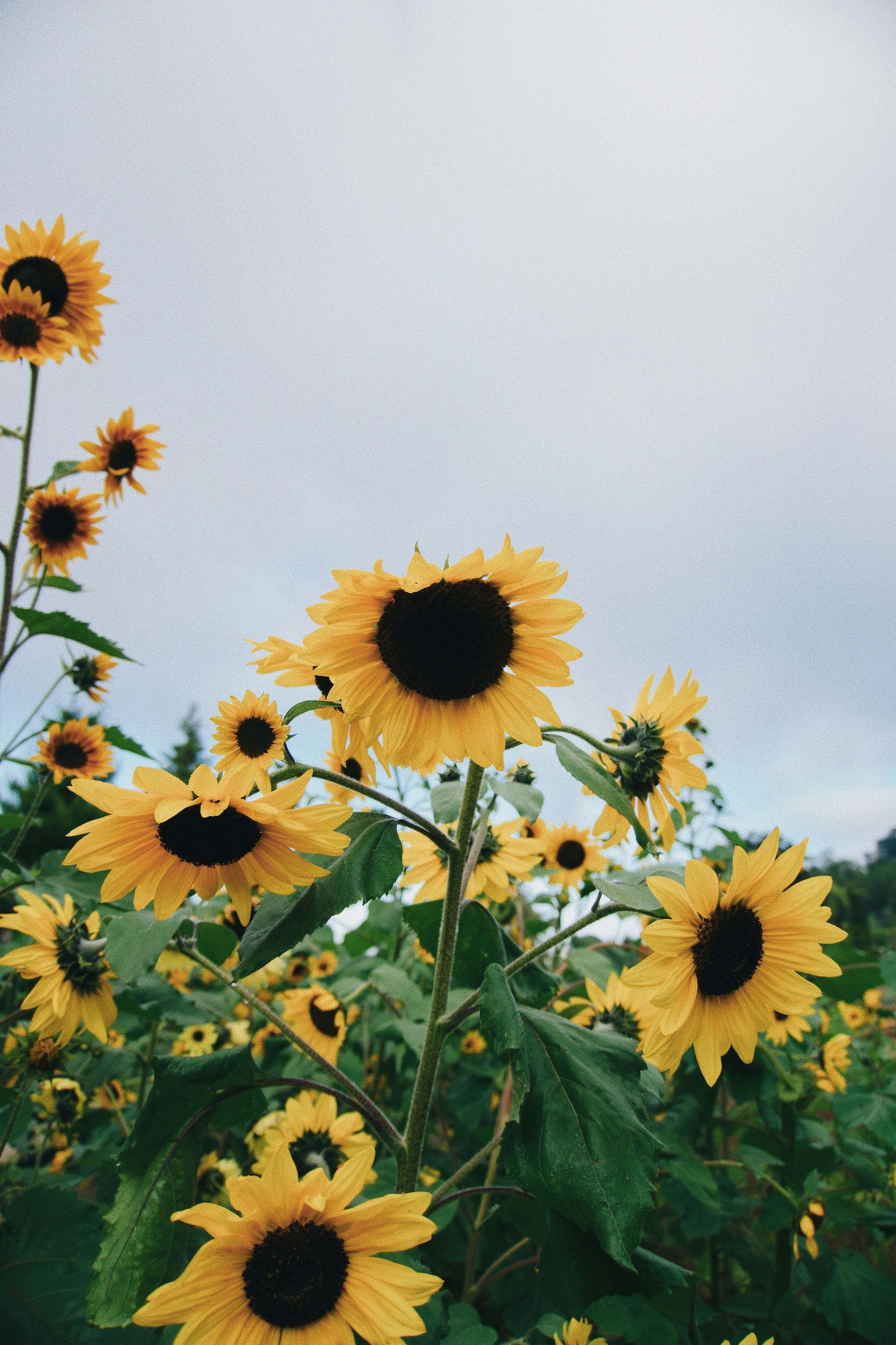 Yellow sunflowers against a cloudy sky.
