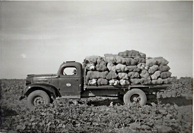 Old Black and White Image of a Truck Side View Outdoor | Swan Hill, Vic | Pickering Transport Group
