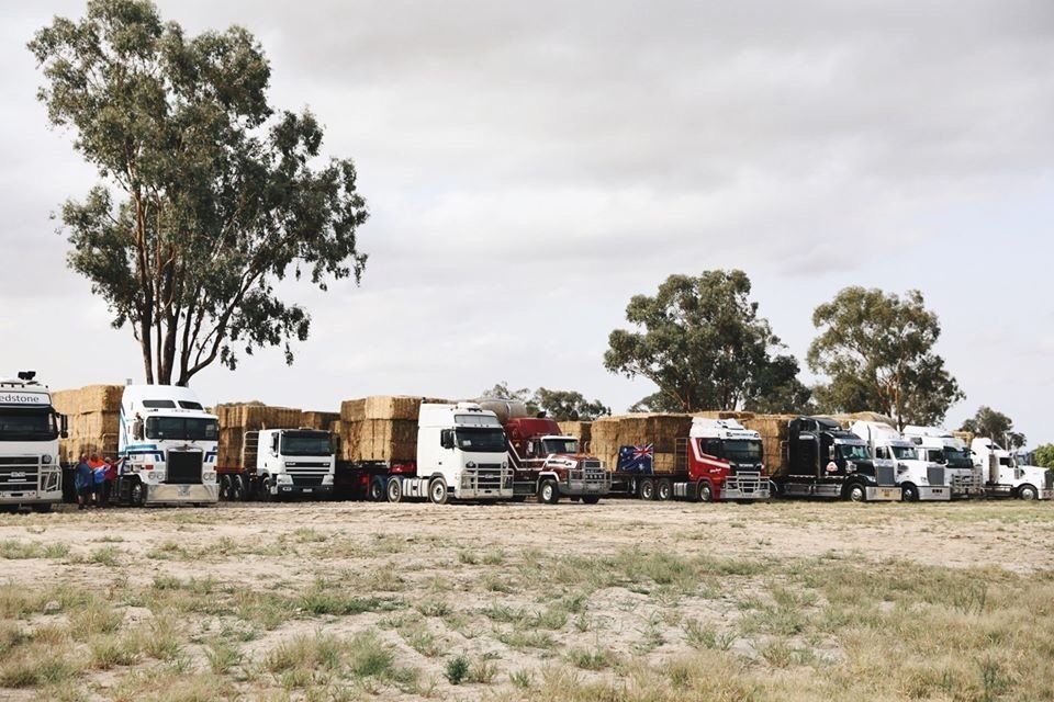 A Lot of Trucks with Big Trees on Their Back | Swan Hill, Vic | Pickering Transport Group