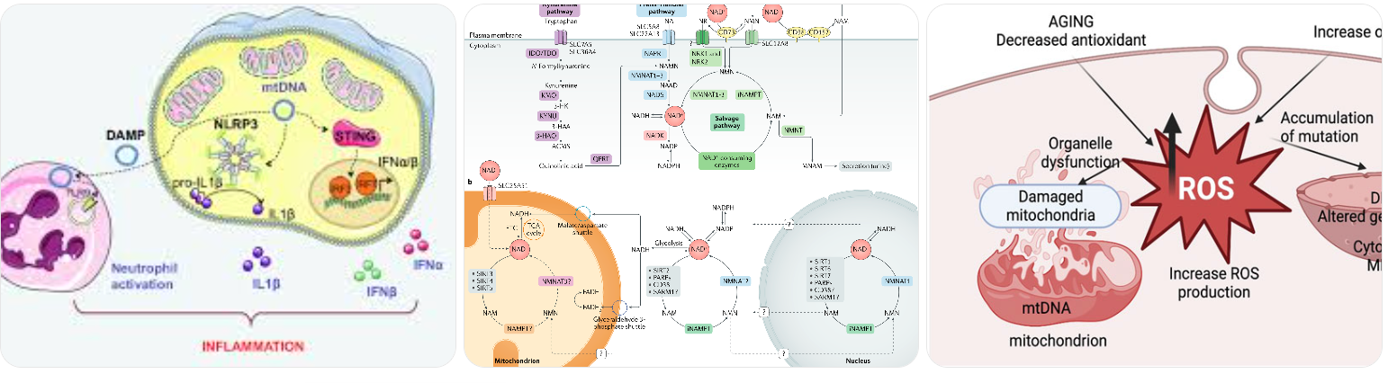 The pathways of the NAD molecule
