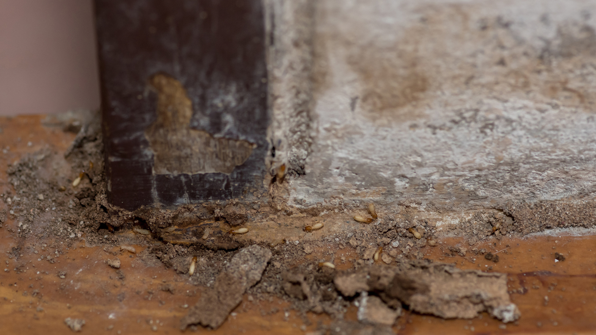 Termite-damaged wooden door frame with visible tunnels and debris.