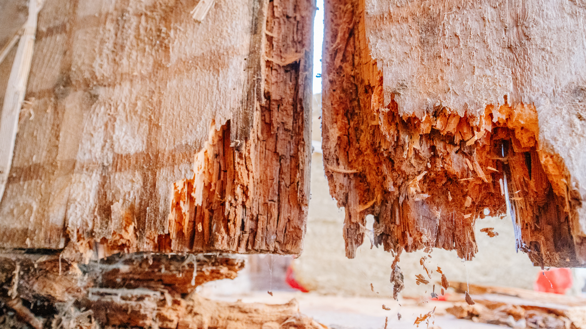 Close-up of severely termite-damaged wood frame. Rotting wood with jagged edges.