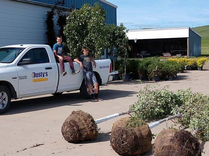 Two people sitting on the back of a white service truck at a nursery, with large balled-and-burlapped trees in the foreground.
