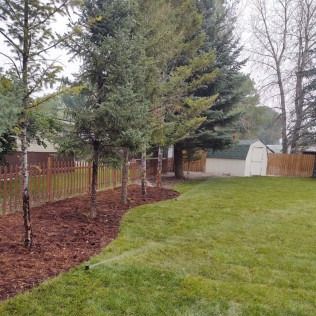 A backyard scene featuring a row of conifer trees next to a garden bed with dark mulch and a sprinkler watering the lawn.