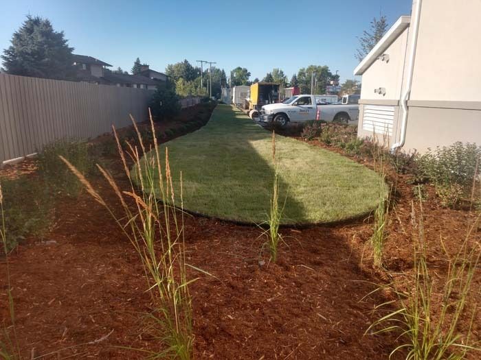 A newly landscaped lawn with a curved path, surrounded by fresh mulch and ornamental grasses next to a building and fence.