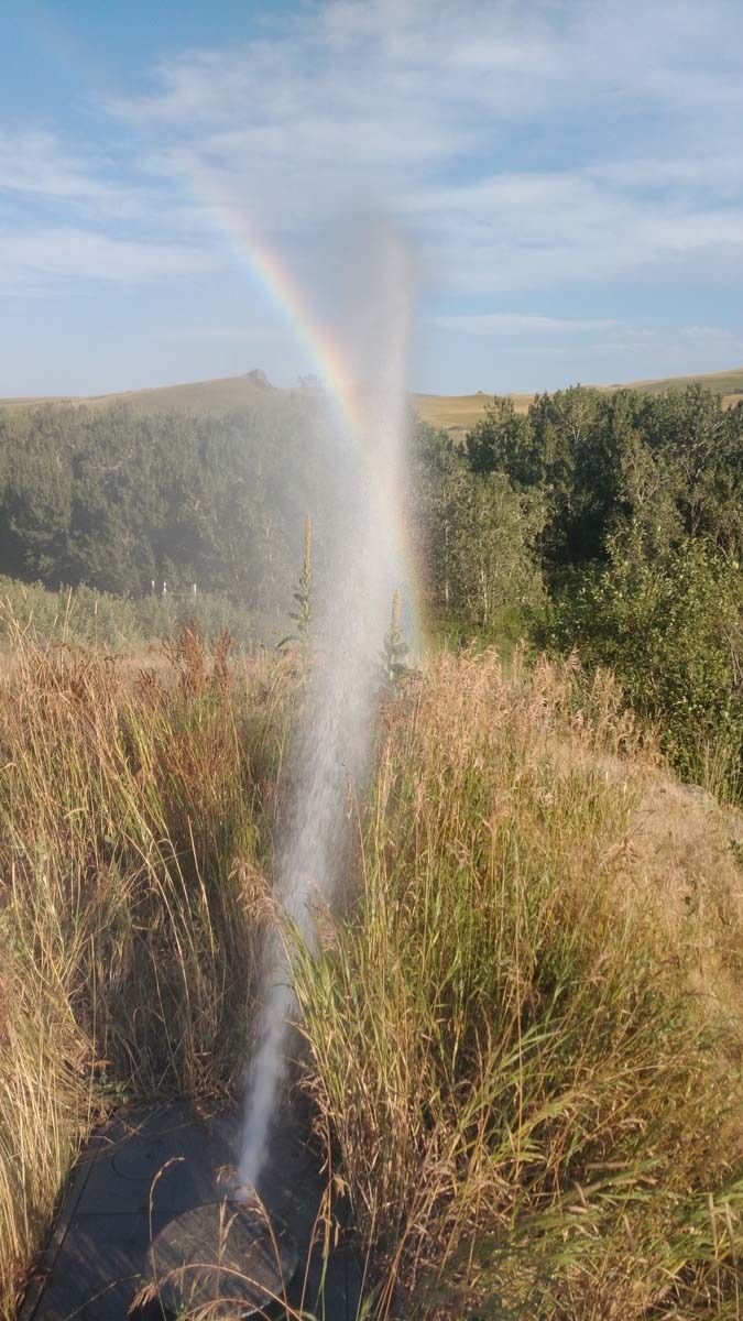 A rainbow forms in the mist of a sprinkler spraying water over a field of tall, dry grass.