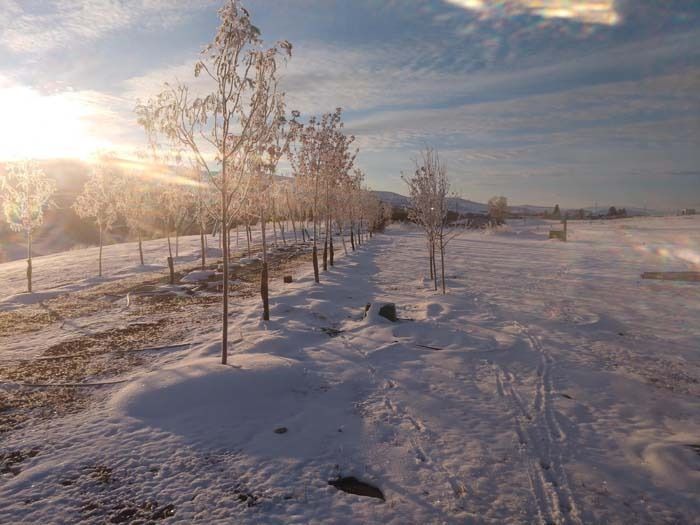 A row of frost-covered saplings stands in a snow-covered field during a bright sunrise.