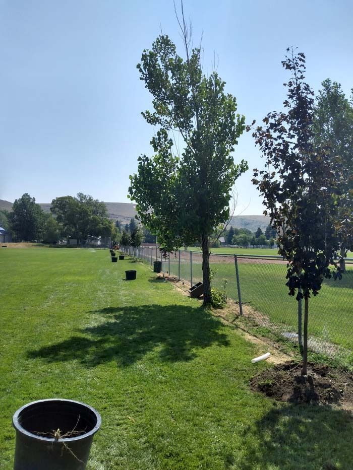 Newly planted trees in black containers lined up along a chain-link fence on a grassy field under a bright blue sky.
