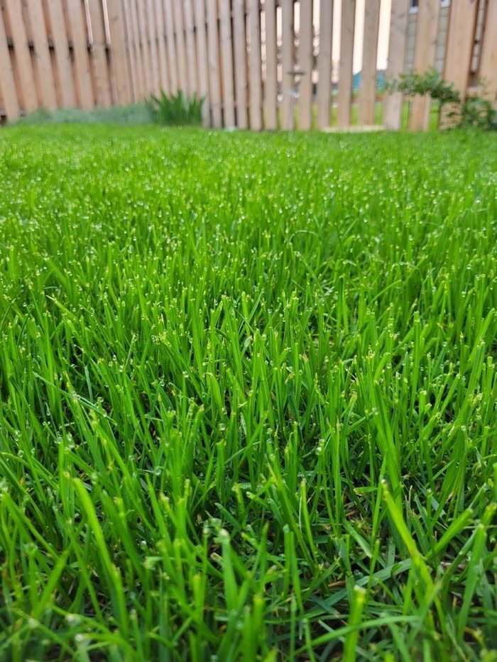 A close-up of a vibrant green, freshly mowed lawn with a wooden fence blurred in the background.