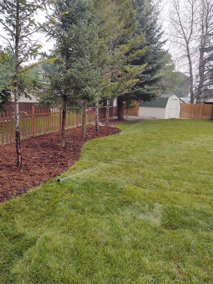 A backyard lawn with a curved mulch bed, several evergreen trees, a wooden fence, and a shed in the background.