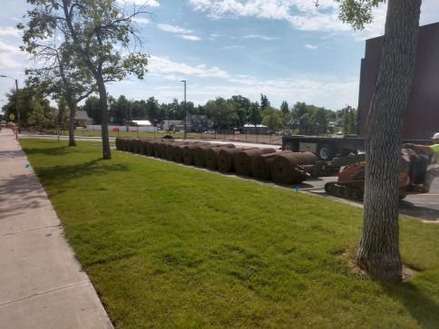 A row of cylindrical sod rolls sits on a paved surface next to a grassy lawn, with a small skid steer loader nearby.