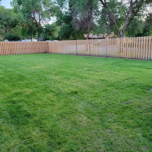 A green backyard lawn bordered by a tall wooden fence and mature trees under a clear sky.