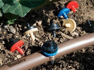 Colorful Hunter brand irrigation drip emitters scattered on mulch beside a brown garden hose.