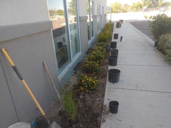 A row of potted shrubs and tools placed alongside a building wall during a landscaping project on a sidewalk.
