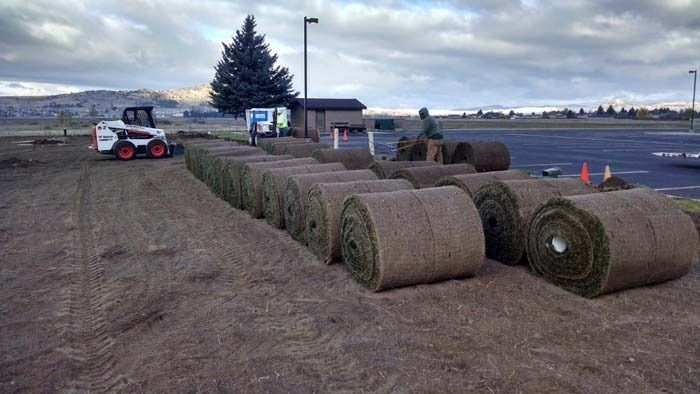 A worker prepares to lay rolls of sod in a field, with a Bobcat loader parked nearby on a cloudy day.