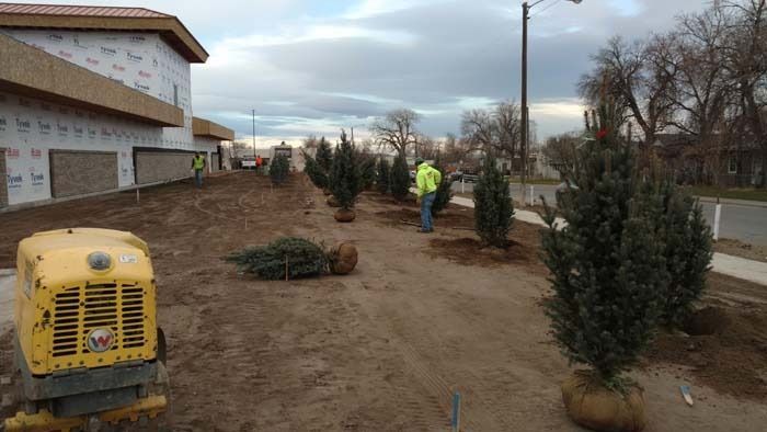 Construction workers plant a row of evergreen trees along the side of a building next to a yellow tractor.