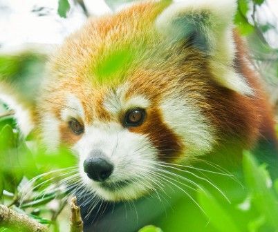 A red panda is looking through the leaves of a tree.