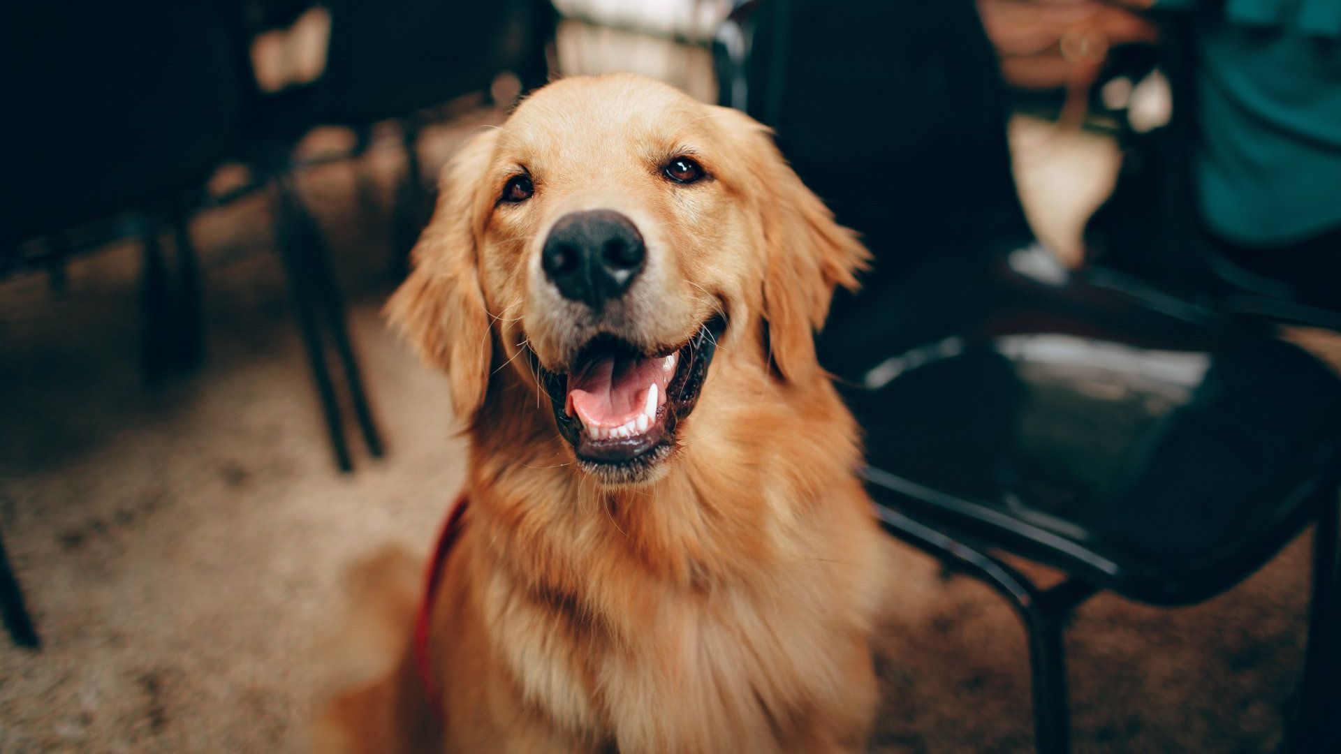 Golden Retriever Dog sitting on floor at home