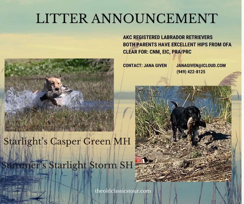 Past Litters