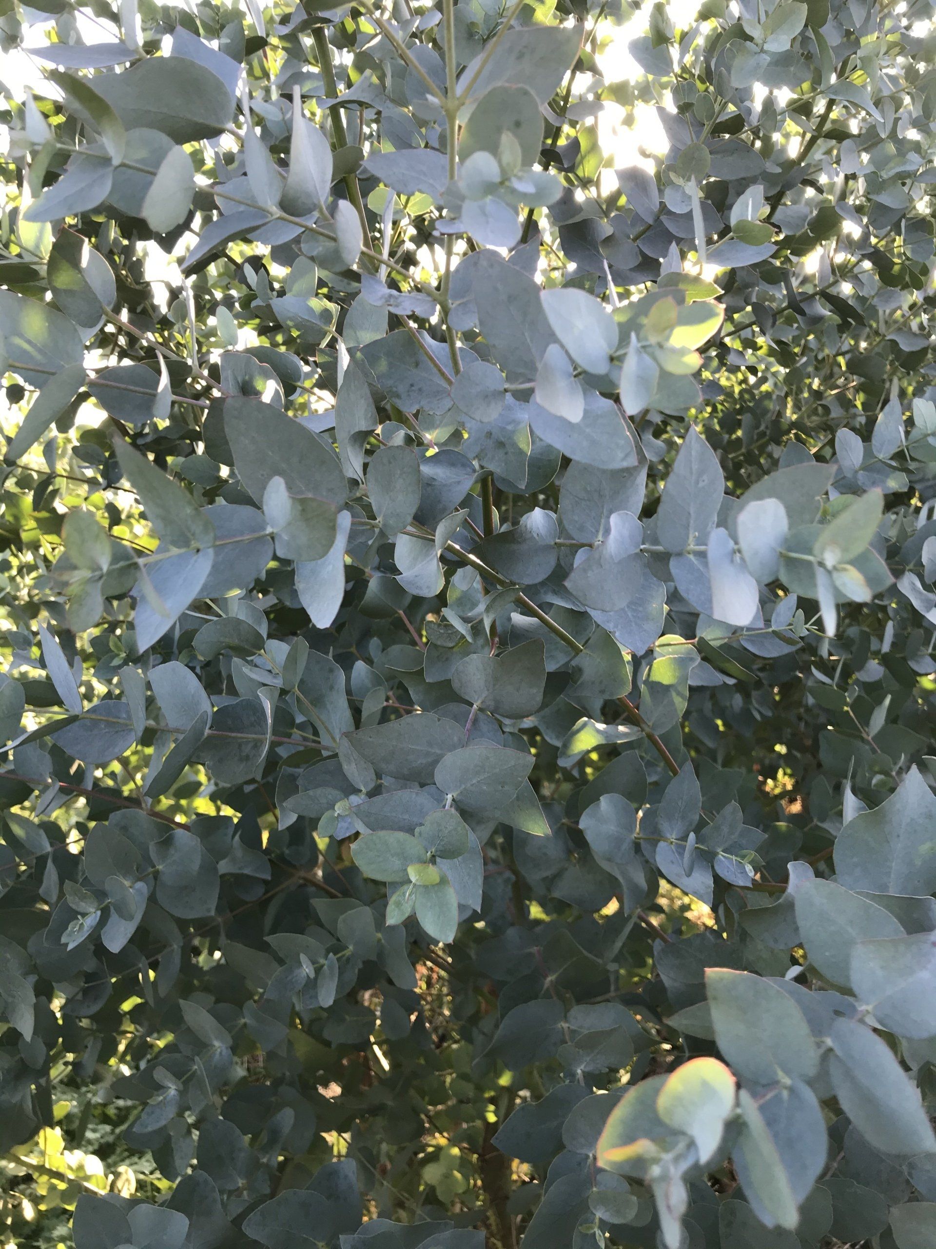 Celtic Aromatics