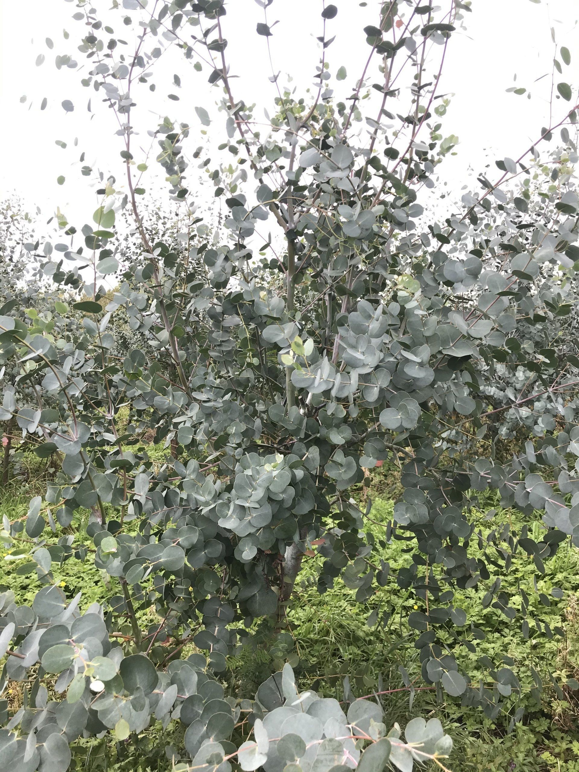 Silver Dollar Tree (Eucalyptus cinerea)