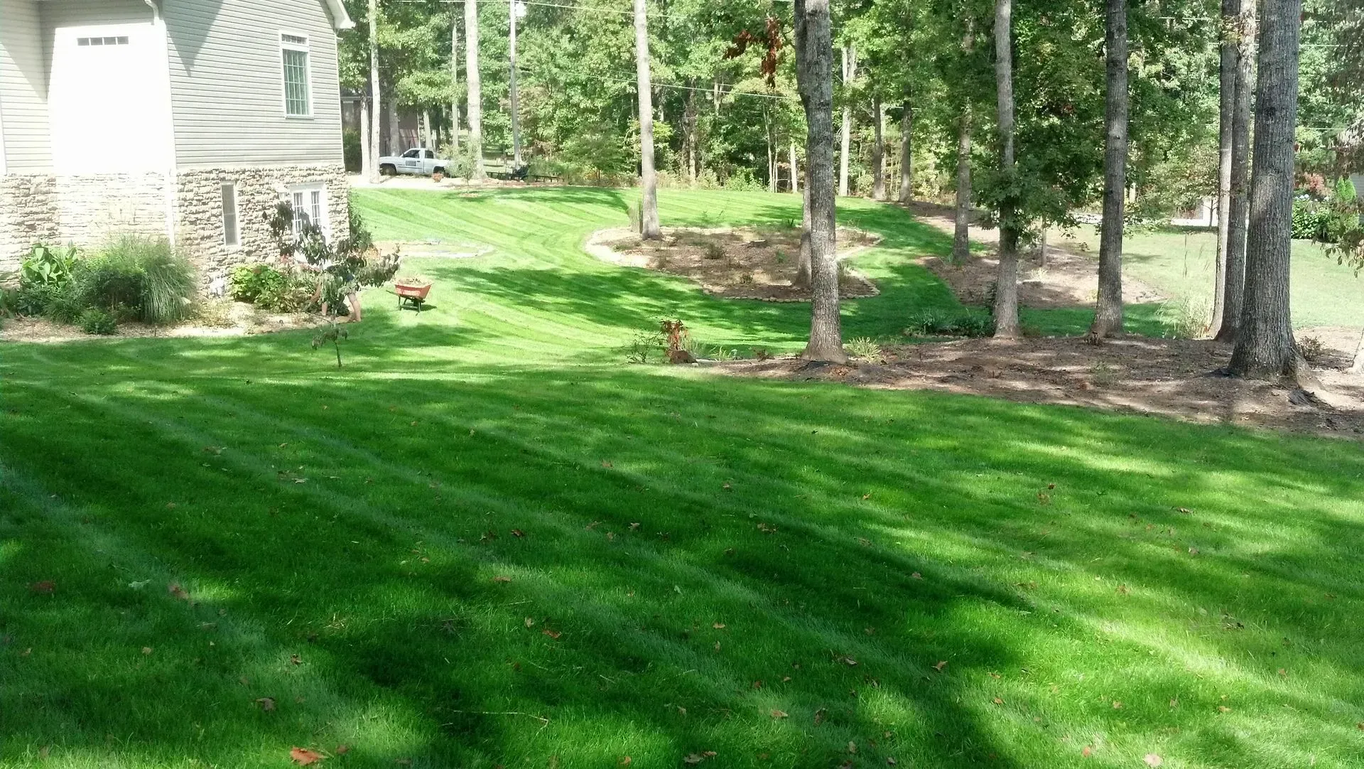Sunny backyard lawn with tall trees and a house in the background