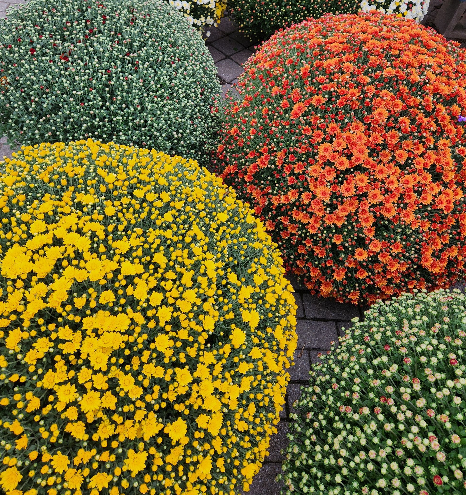 A bunch of yellow and orange flowers on a sidewalk