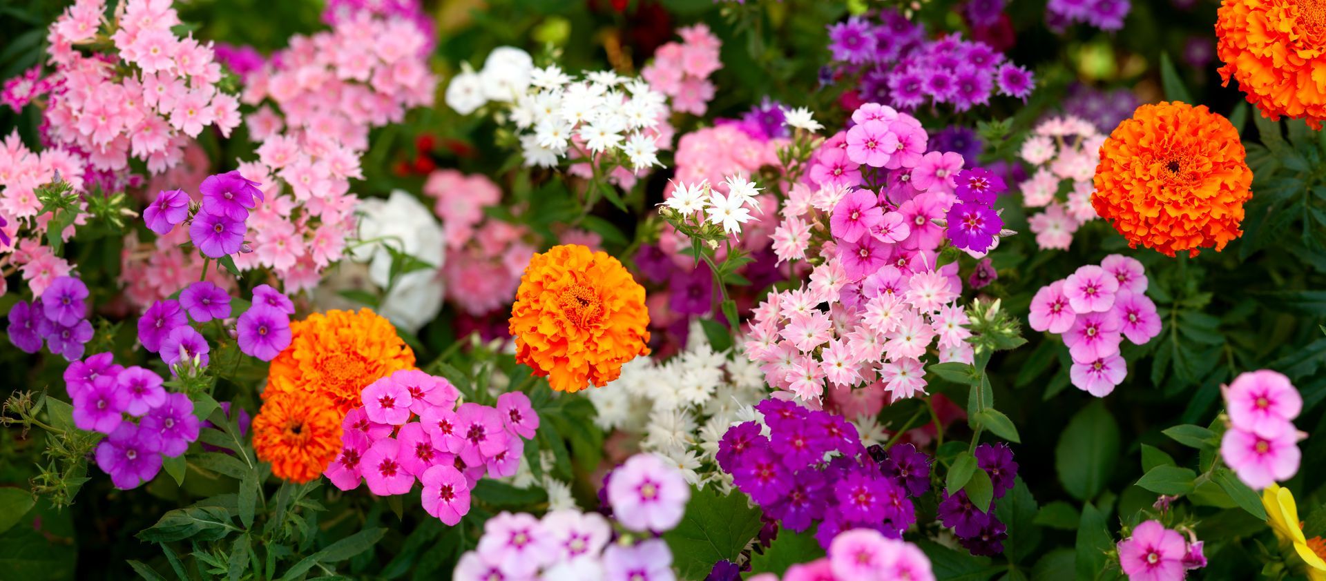 Colorful flower bed with pink, purple, orange, and white blooms among green leaves