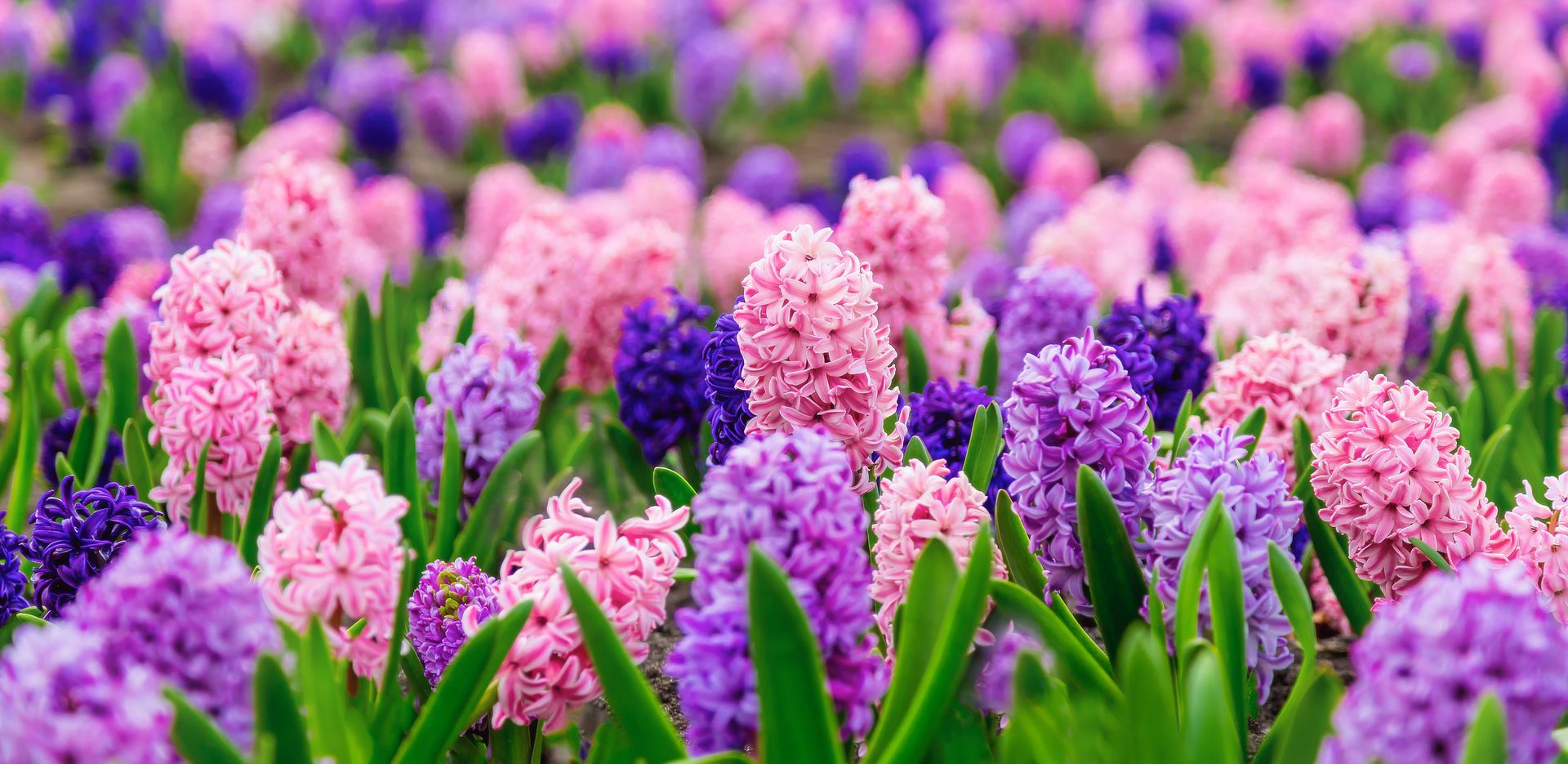 Pink and purple hyacinths blooming in a colorful flower field