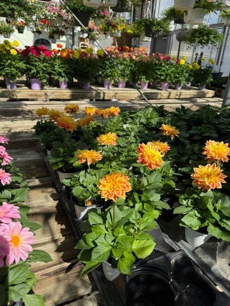 A greenhouse filled with lots of potted flowers A greenhouse filled with lots of potted flowers
