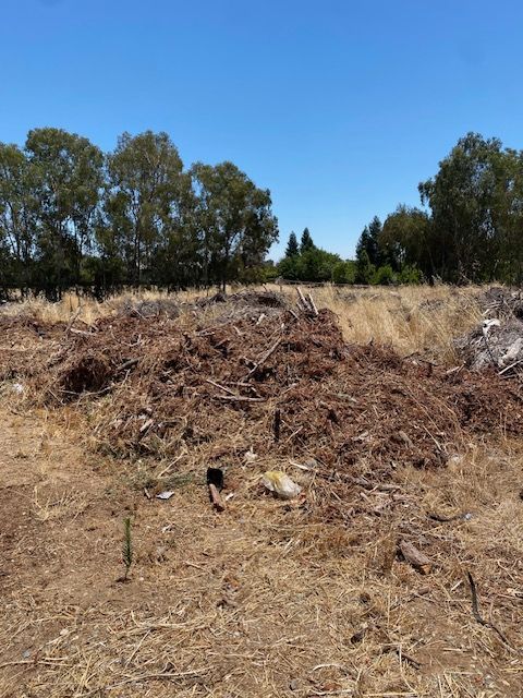 Dry dirt mound in a field under a blue sky, with trees in the background.