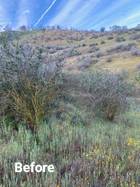Shrubby hillside under a blue sky with wispy clouds and sparse wildflowers