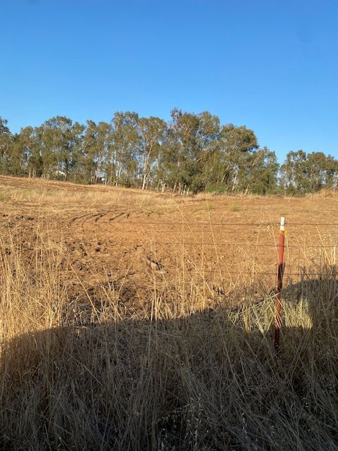 Dry grassy hillside with trees in the distance and a red-and-white post in the foreground