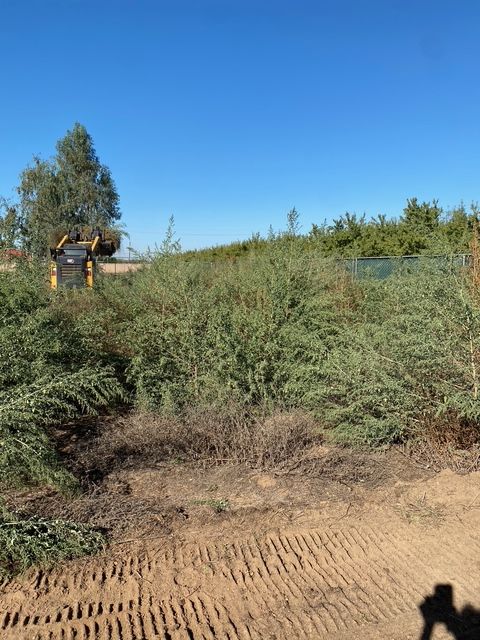 Bushes and dirt lot under a clear blue sky, with a small yellow excavator partly visible at left.