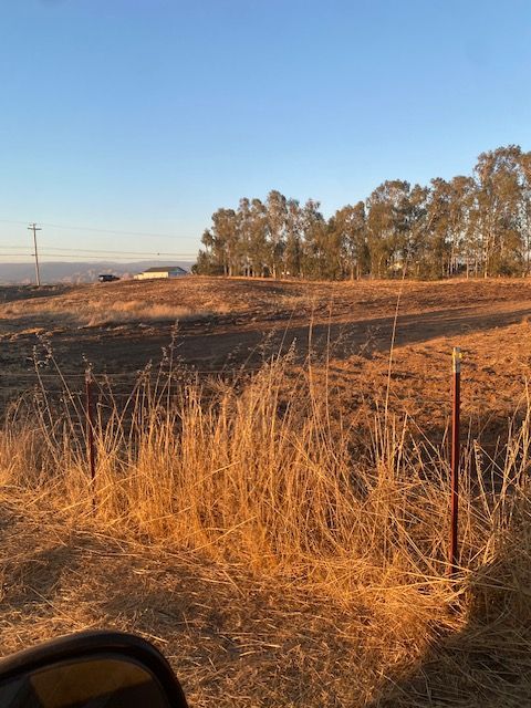 Dry field with tall golden grass, a dirt track, and a line of trees under a clear blue sky.