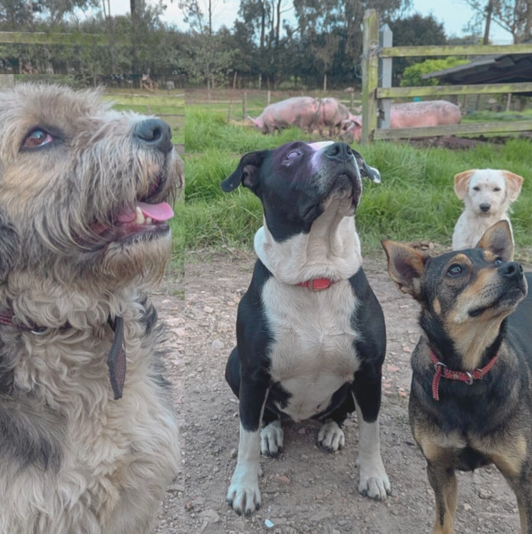 Perritos 