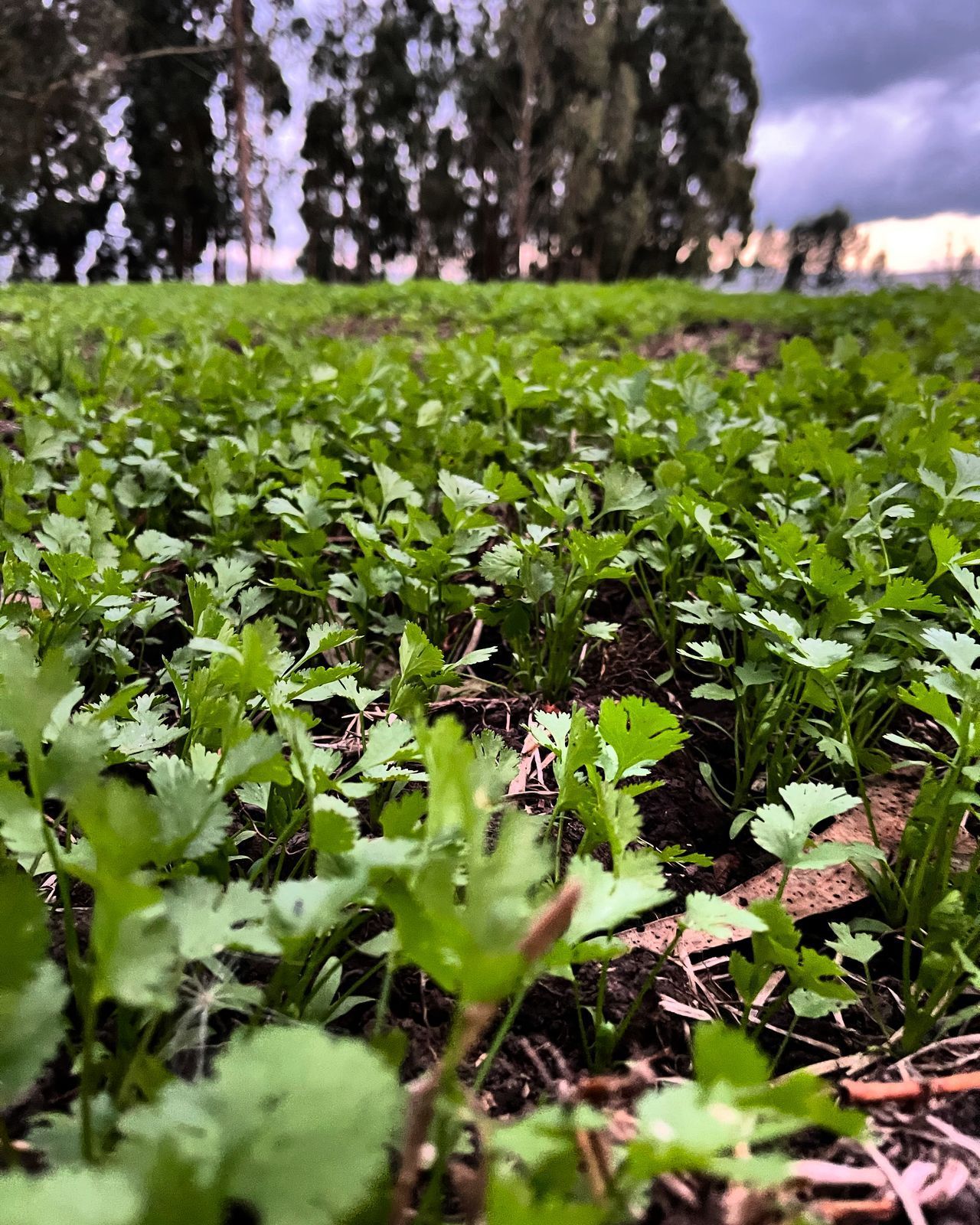 Cilantro del huerto