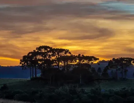 Silhuetas de árvores contra um pôr do sol alaranjado e púrpura brilhante sobre uma paisagem enevoada.