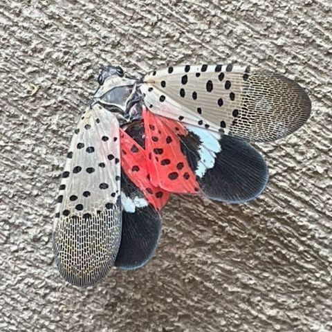 spotted lanternfly showing colors