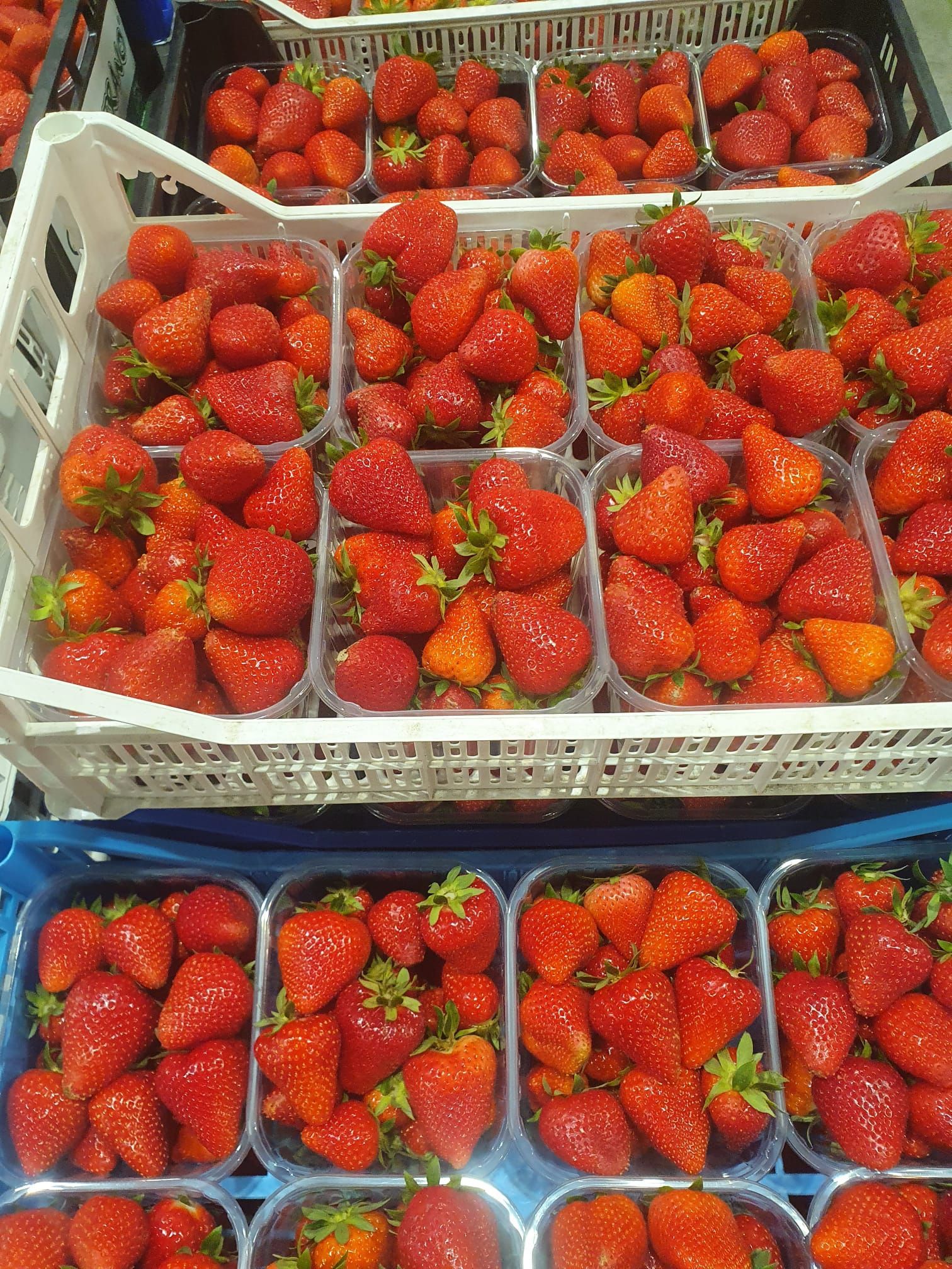 fragole