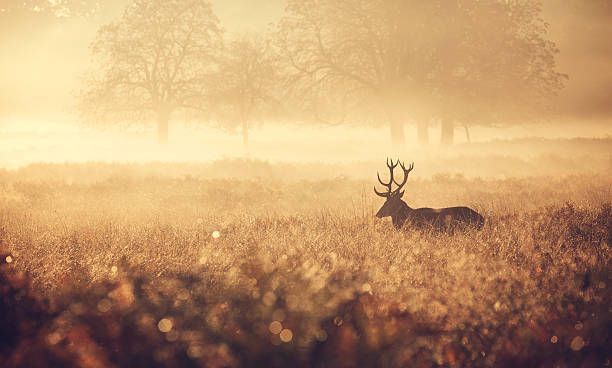 Deer with antlers in a golden field, bathed in morning mist.