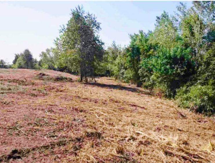 Clearing in a wooded area with cut vegetation and trees under a blue sky.