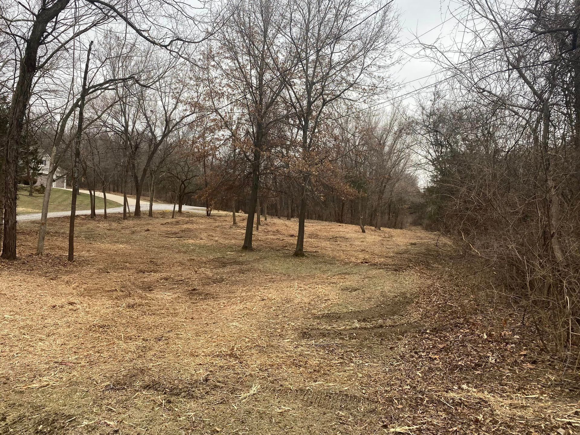 Bare trees in a field covered in brown leaves, with a road and houses visible in the distance.