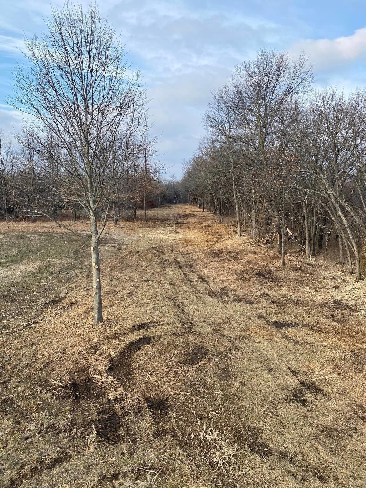 Dirt path between rows of bare trees in a brown and beige landscape under a blue sky.