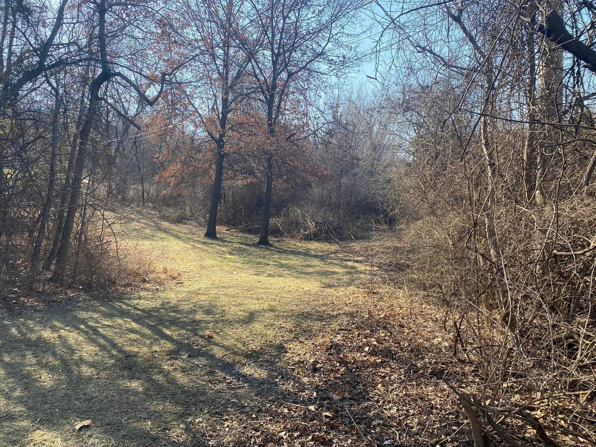 A sunny, grassy clearing in a bare-branched forest; brown leaves on the ground, trees casting shadows.