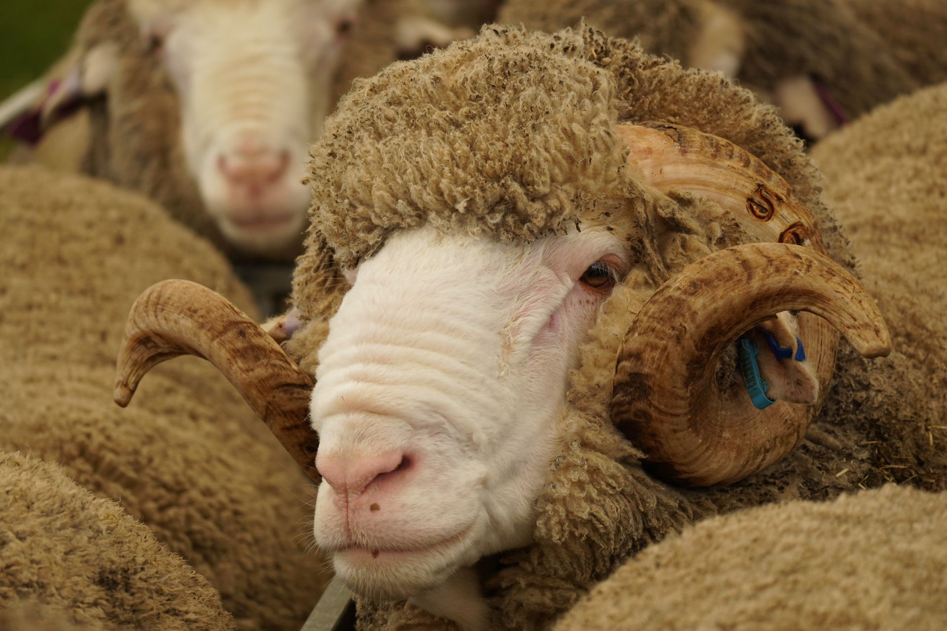 2021 Ram Sale