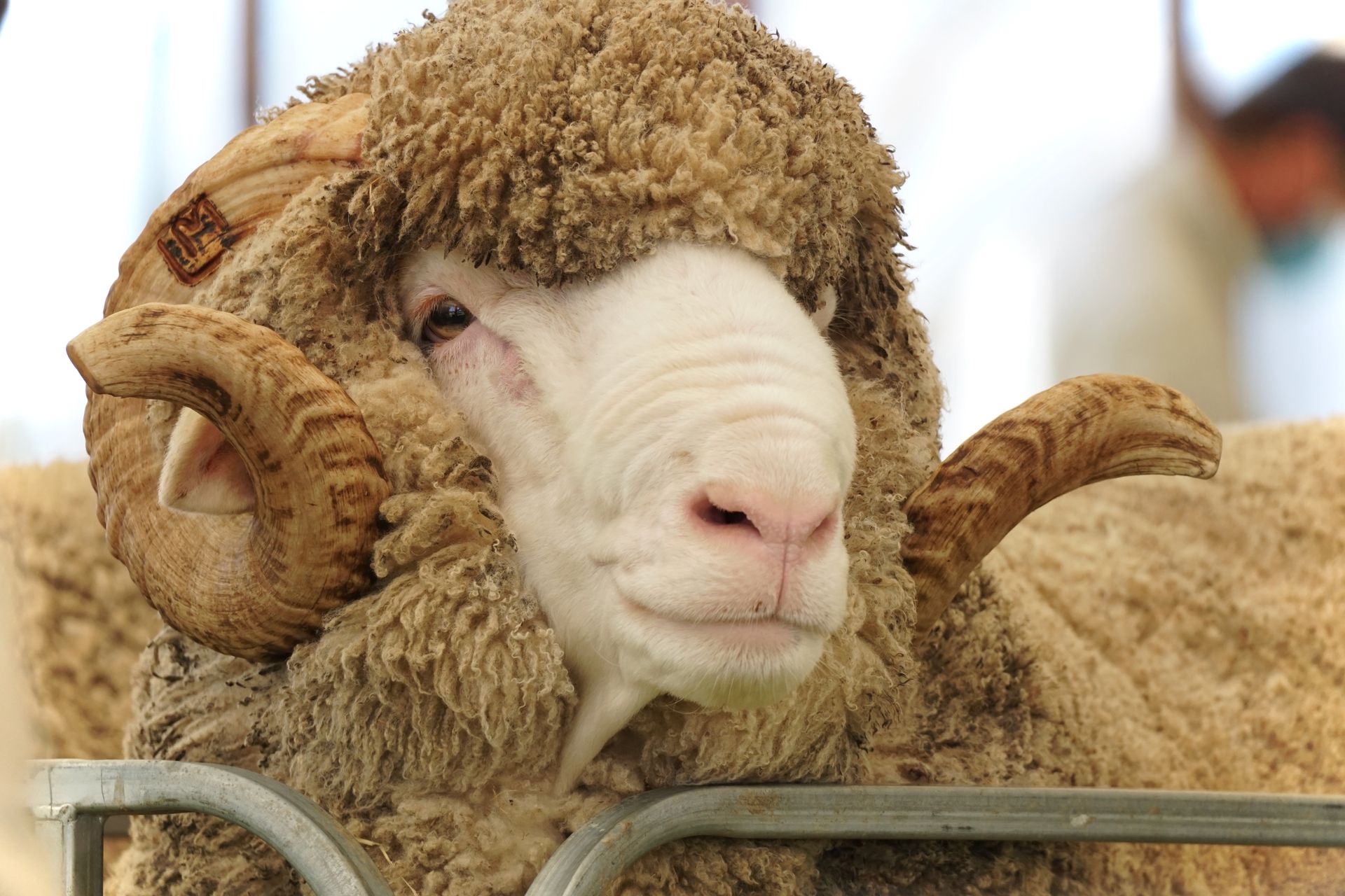 2021 Ram Sale