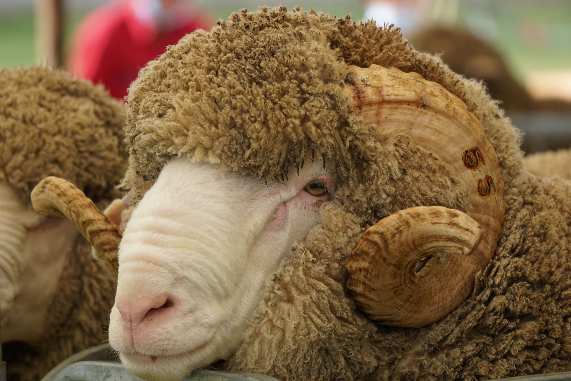 2021 Ram Sale