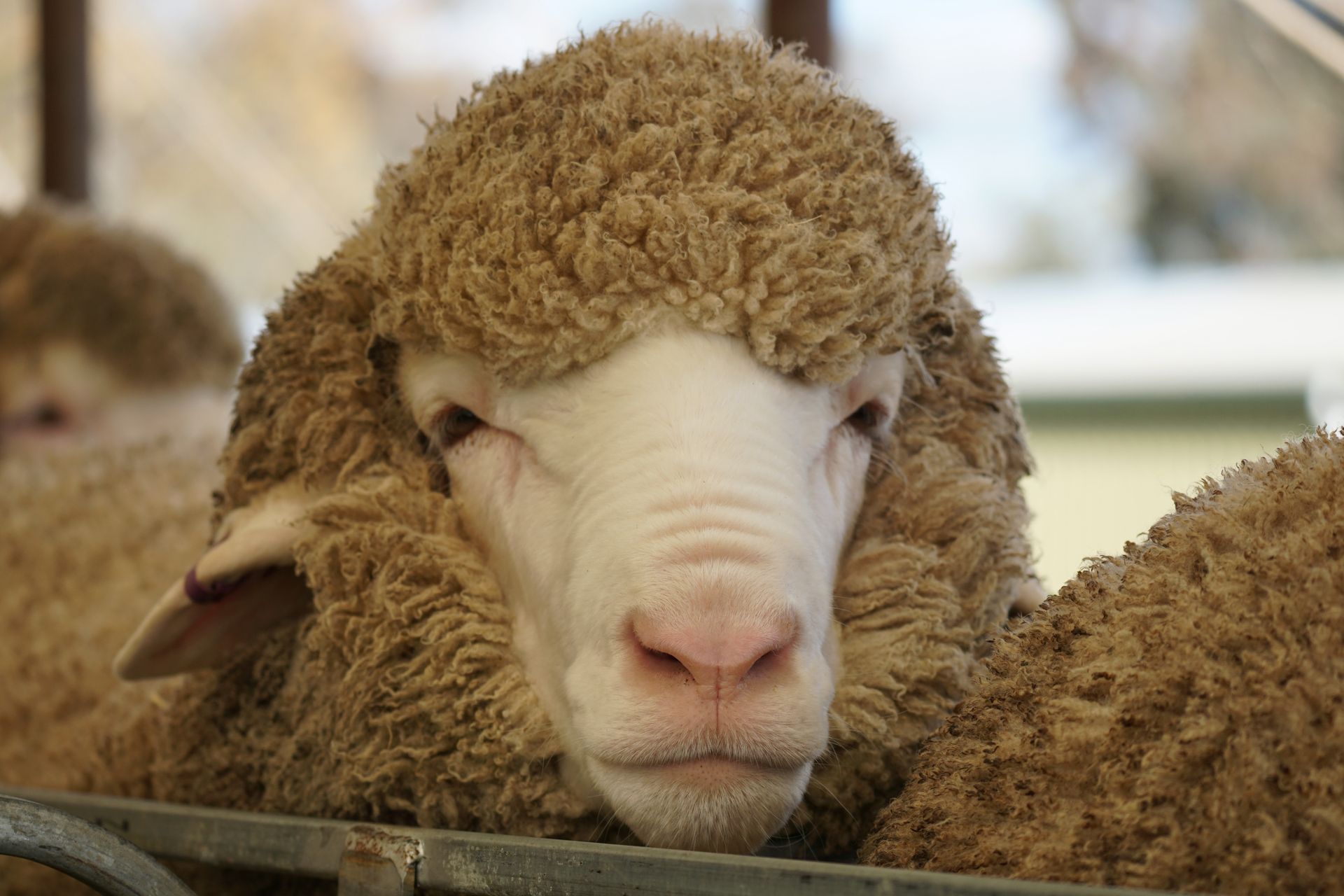 2021 Ram Sale