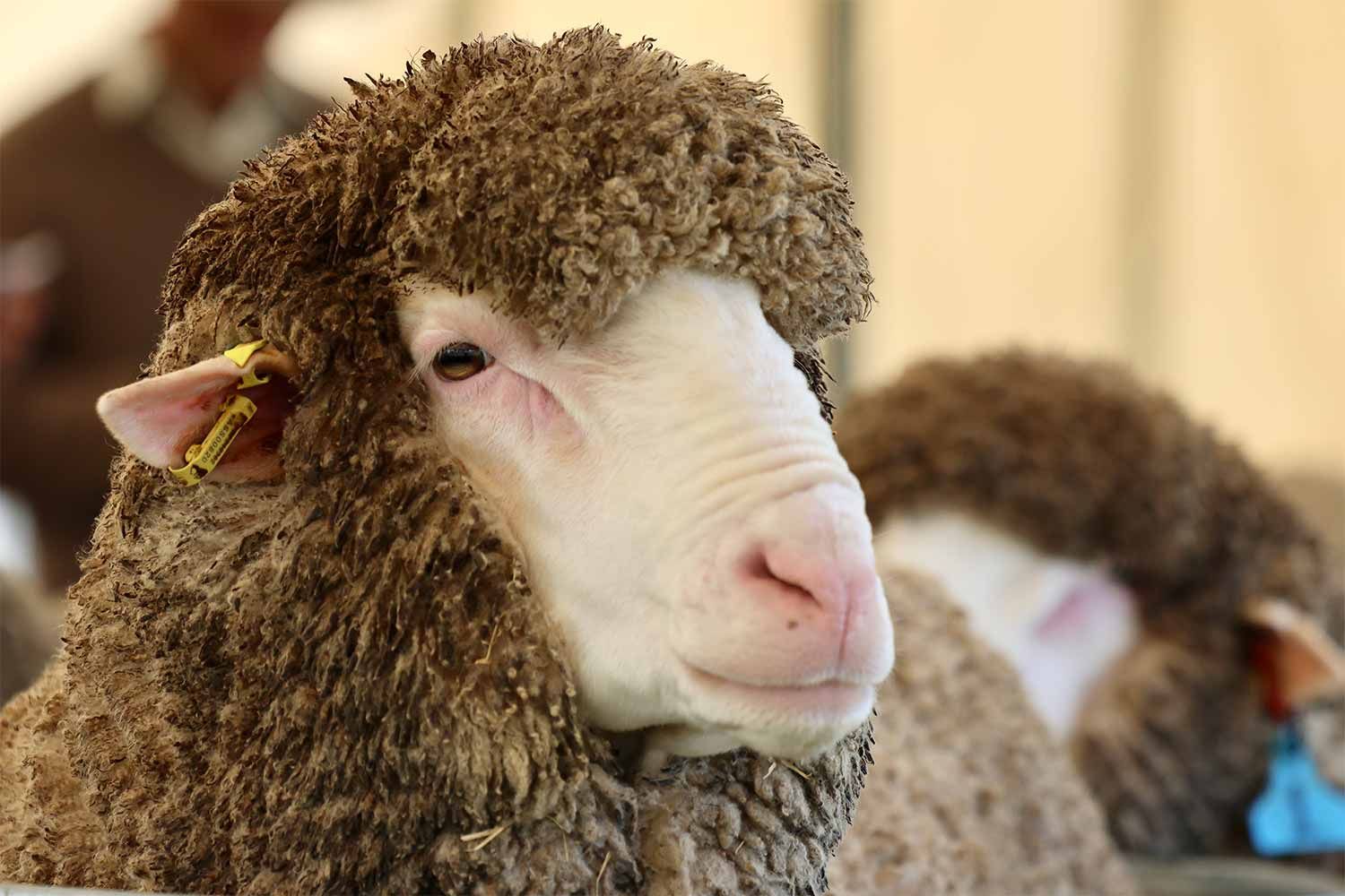2022 Ram Sale